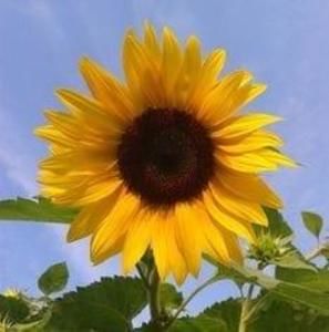 Meet your Posher, Theresa